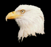 Eagle Looking