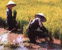 rice harvest
